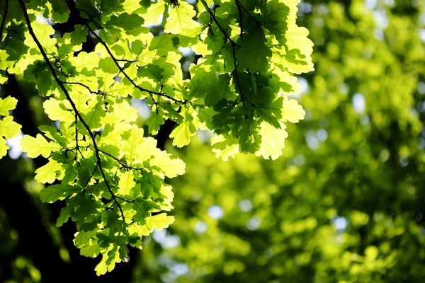 绿叶，浅焦点 — 图库照片