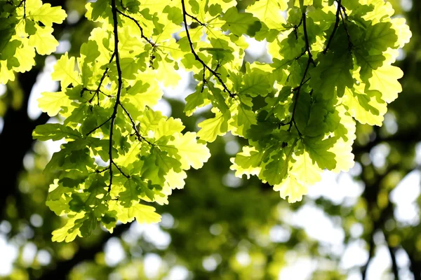 Groene bladeren, ondiepe focus — Stockfoto