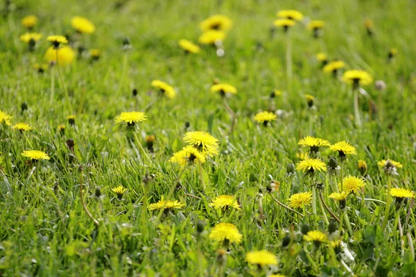 风景与黄色的花朵 — 图库照片
