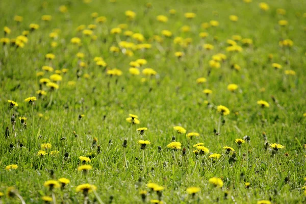 Landschaft mit gelben Blumen — Stockfoto
