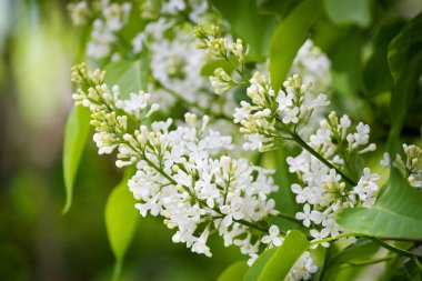 Fragrant lilac bush clipart