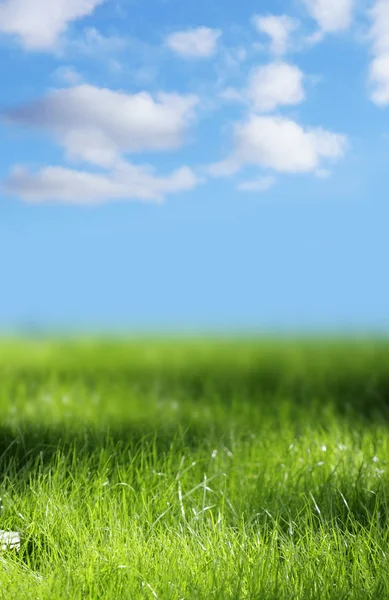 Zielona trawa, Błękitne niebo — Zdjęcie stockowe