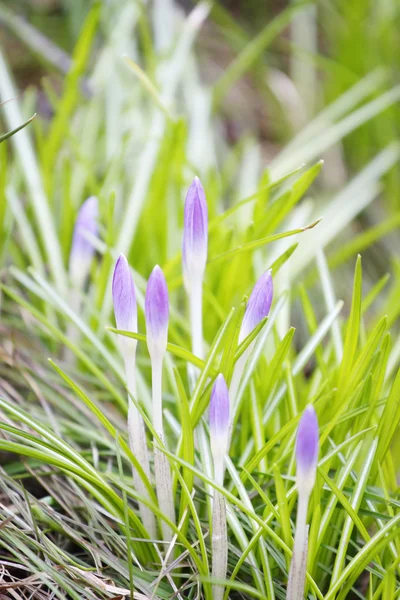 Flores de primavera azuis — Fotografia de Stock