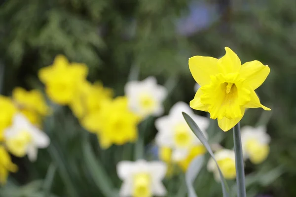 Blooming daffodils in garden — Stock Photo, Image