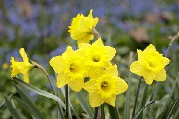 Narcisos florescendo no jardim — Fotografia de Stock
