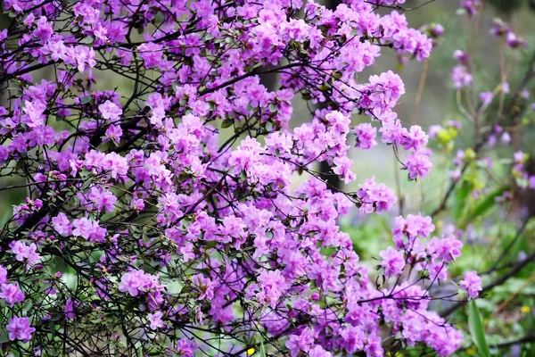 Fleurs violettes abstraites sur le terrain — Photo
