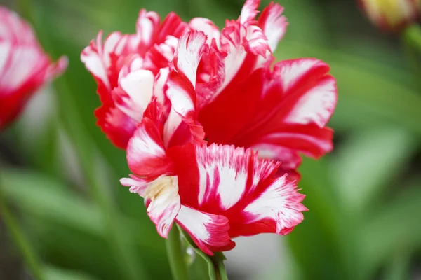 Spousta růžové tulipány v zahradě — Stock fotografie