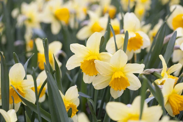 Narcisos florecientes en el jardín — Foto de Stock