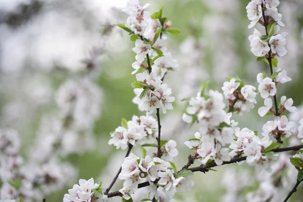 Flores de cereja de primavera — Fotografia de Stock