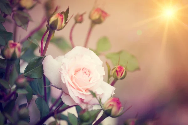 Roses bush, background — Stock Photo, Image