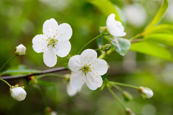 Flores de cerezo de primavera —  Fotos de Stock
