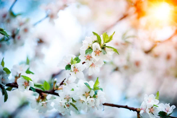 Våren körsbär blommar — Stockfoto