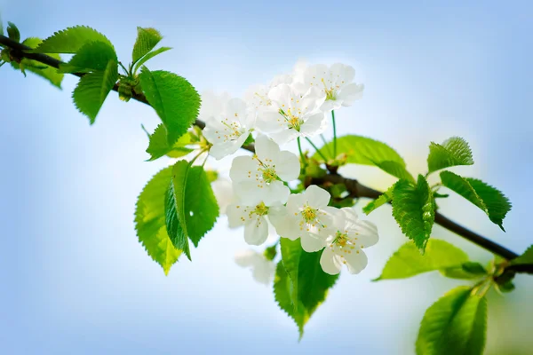 Kiraz çiçekleri bahar — Stok fotoğraf