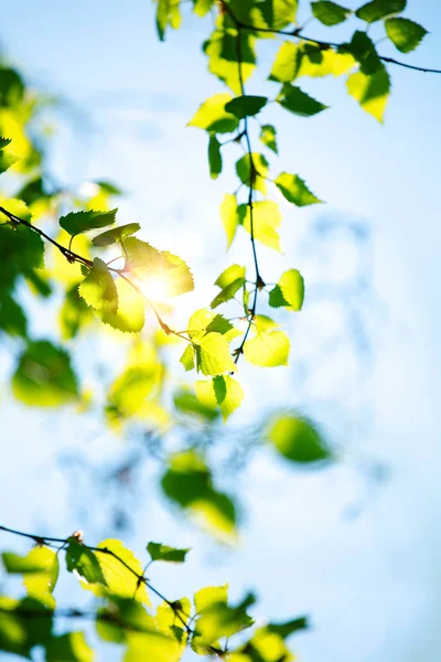 Yeşil betula yaprakları — Stok fotoğraf