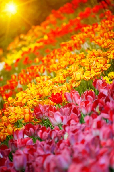 Lots of pink tulips in the garden — Stock Photo, Image