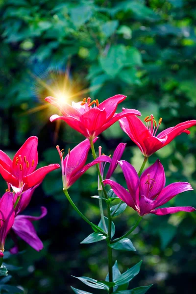 Flor Speing con rayo de sol — Foto de Stock