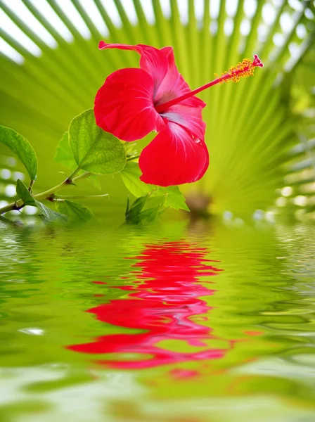 Närbild på blomman återspeglas i vattnet Royaltyfria Stockfoton