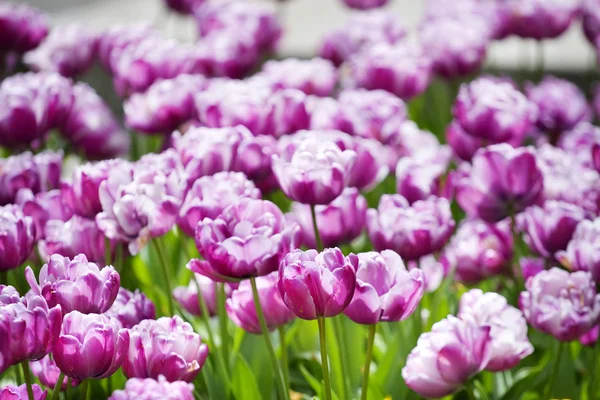 Muitas tulipas cor de rosa no jardim Imagens De Bancos De Imagens