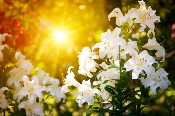 Speing blomma med sunbeam Stockfoto
