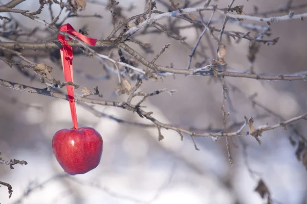 Äpfel am Baum und der erste Schnee Stockbild
