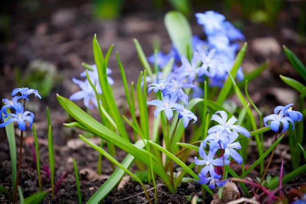Flores de primavera azuis Imagens Royalty-Free