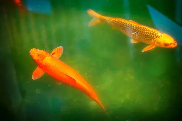 Рыба кои в пруду Стоковое Фото