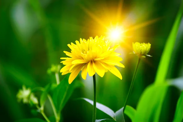 Blomma med sunbeam Stockfoto