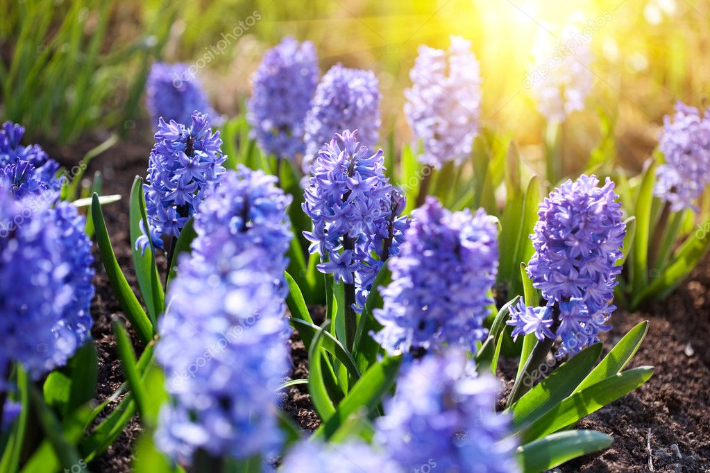 Modrá jarní květiny — Stock Fotografie © Svetlana #2118970