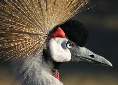 Crownedcrane clipart