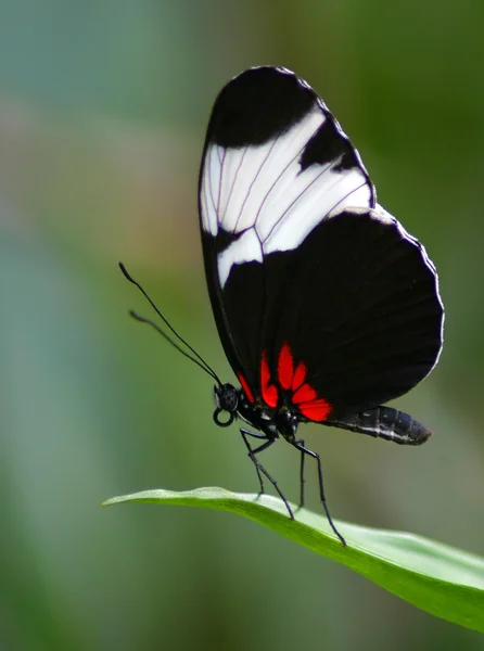 stock image Butterfly