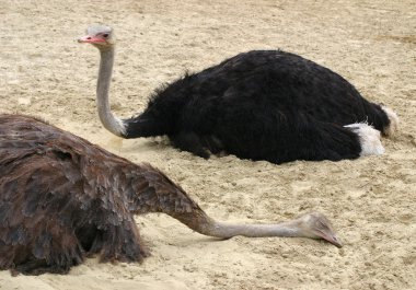 Ostrich clipart