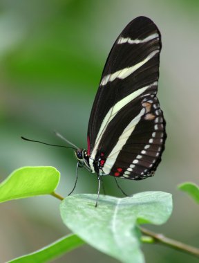 Zebra butterfly clipart