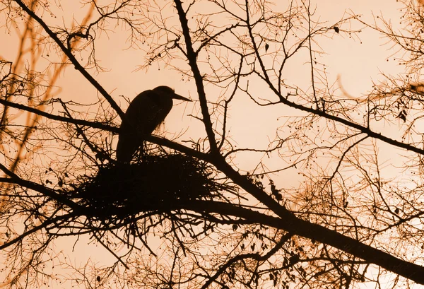 stock image Nest