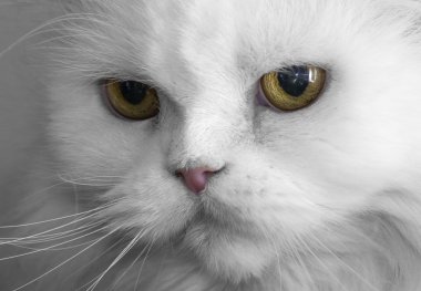 Persiancat clipart