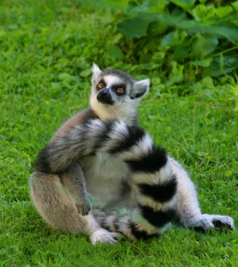 Lemur clipart