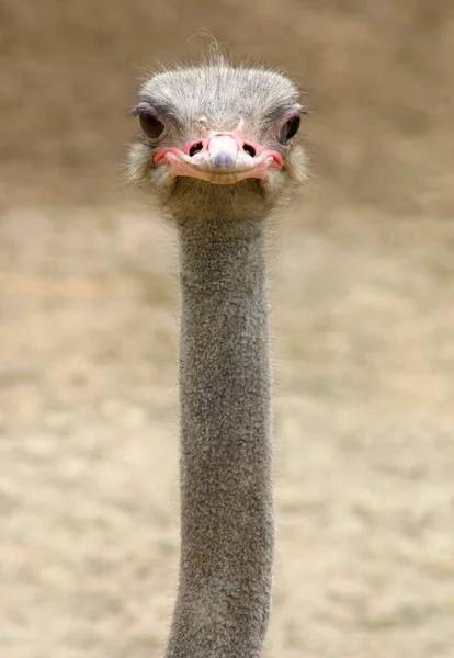 Ostrich2 — стоковое фото