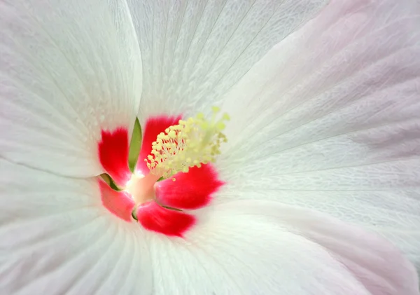Blütenblatt 1 — Stockfoto