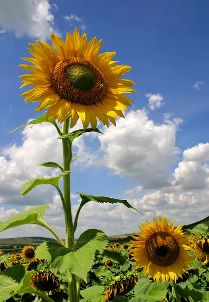 Sunflower1 — Stock Photo, Image
