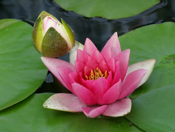 Water lily 1 — Stockfoto
