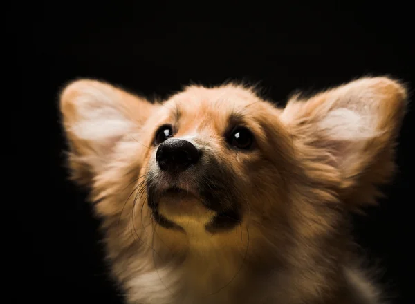 Cachorro — Foto de Stock