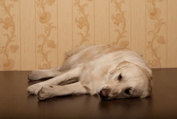 Belo cão golden retriever — Fotografia de Stock