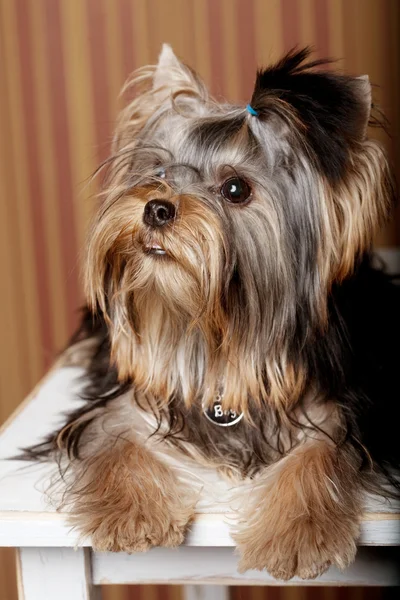 かわいいヨークシャーテリア子犬 — ストック写真