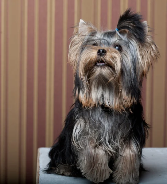 かわいいヨークシャーテリア子犬 — ストック写真