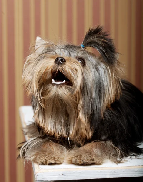 Cachorrinho bonito yorkshire terrier — Fotografia de Stock