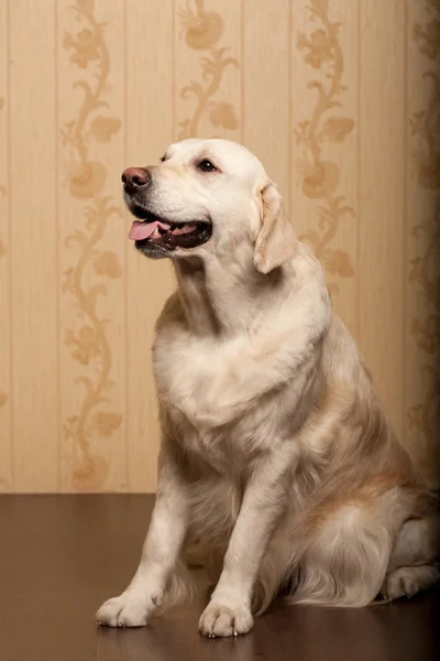 Beautiful golden retriever dog — Stock Photo, Image
