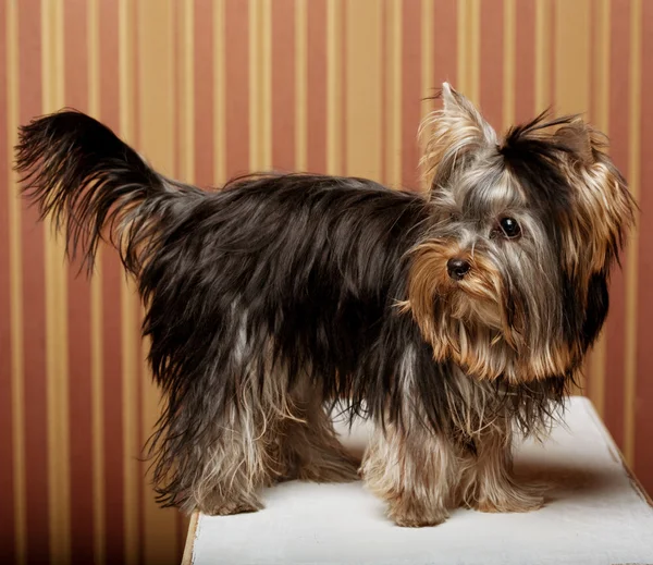 Lindo yorkshire terrier cachorro — Foto de Stock
