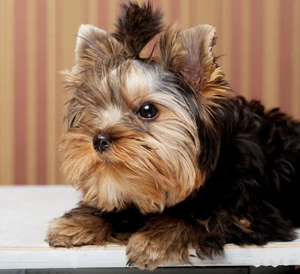Cute Yorkshire Terrier Puppy — Stock Photo, Image