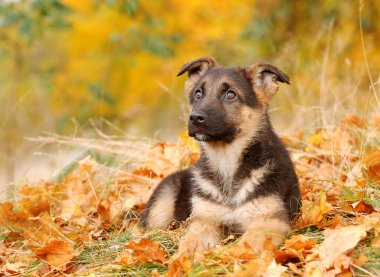 Alman Shepard köpek yavrusu sonbahar manzarası