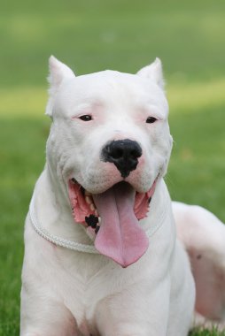 Arjantinli köpek / Dogo Argentino portre