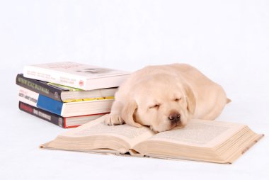 kitaplarla uyuyor lattle labrador retriever köpek yavrusu